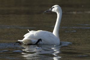 swan